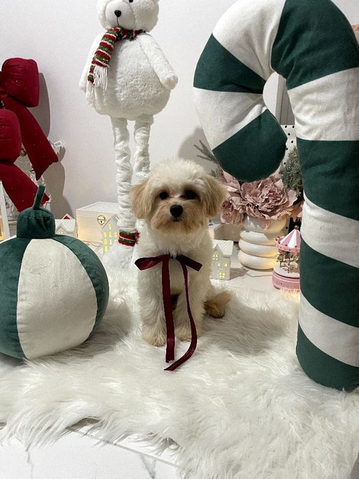 Помапу — Пухнасті принцеси хочуть до вас