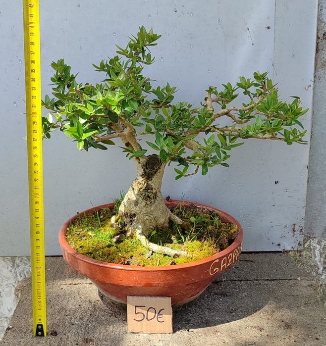 Pré Bonsai ou árvores em vaso