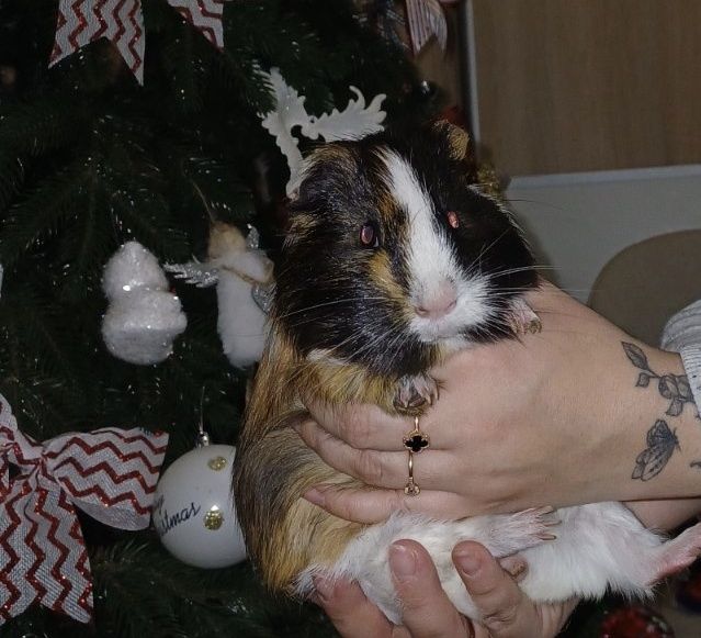 Морська свинка безкоштовно Петрусь 2 роки