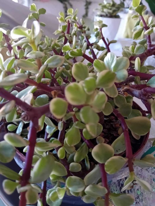 Planta - Arbusto de Elefante