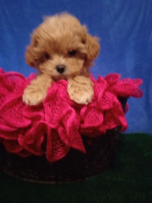 Дівчинка Мальтіпу