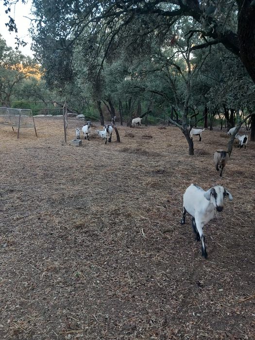 Vendo animais de quinta ovelhas ou cabras