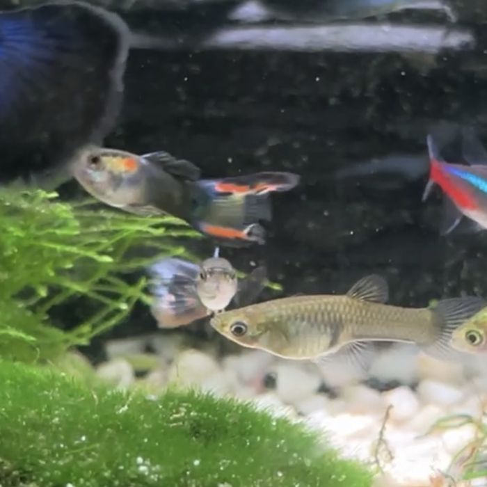 Vendo Guppies/guppys juvenis