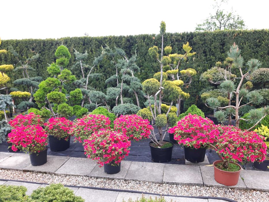 Bonsai, niwaki - Sosna, Jałowiec, Cis, Cyprysik, Szkółka krzewów