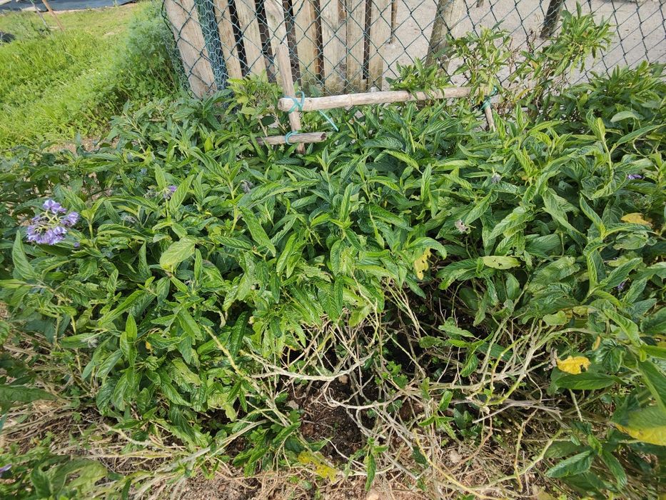 Plantas de Pêra Melão, grande stock!!