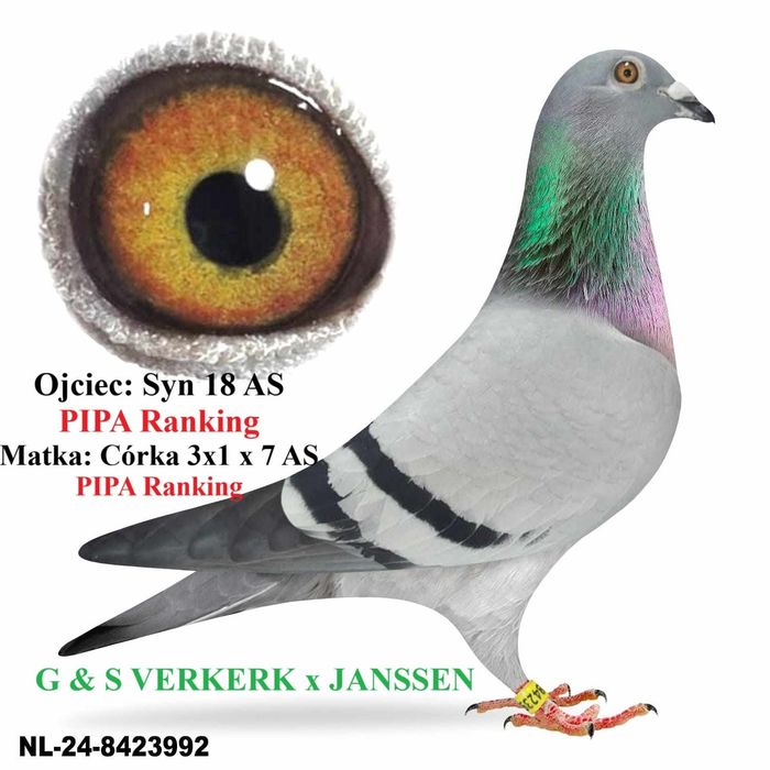 Gołębie pocztowe młode 2025 G. & S Verkerk - Gebr. Janssen