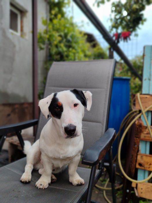 Джек Рассел тер'єр