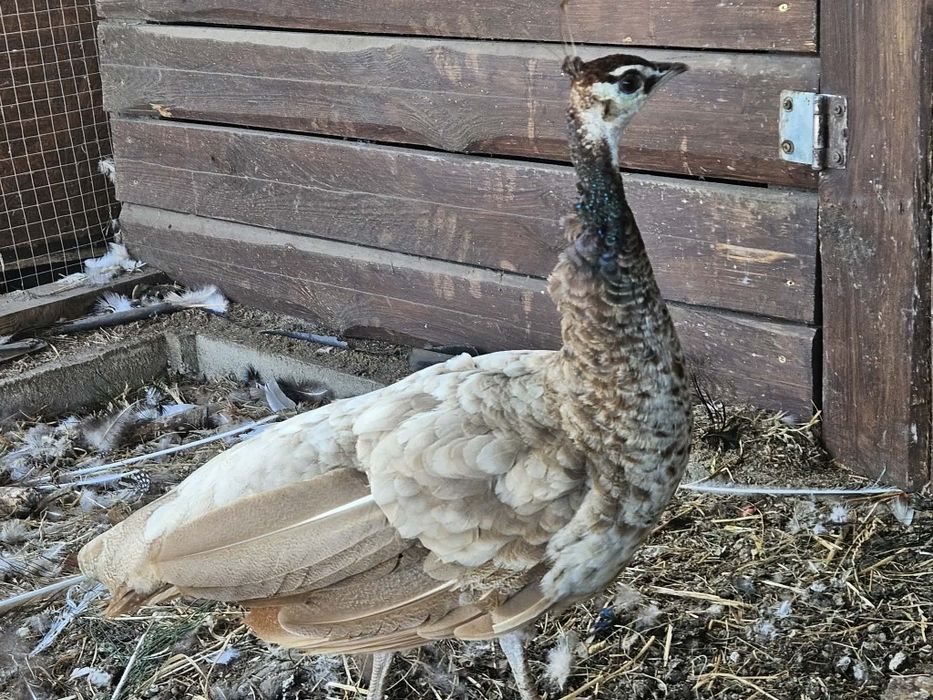 Samica pawia cameo/fiolet