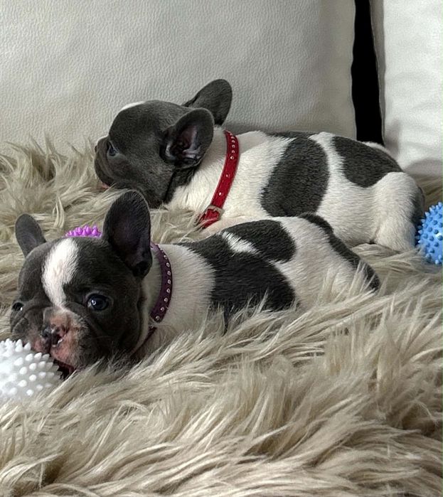 Buldog Francuski