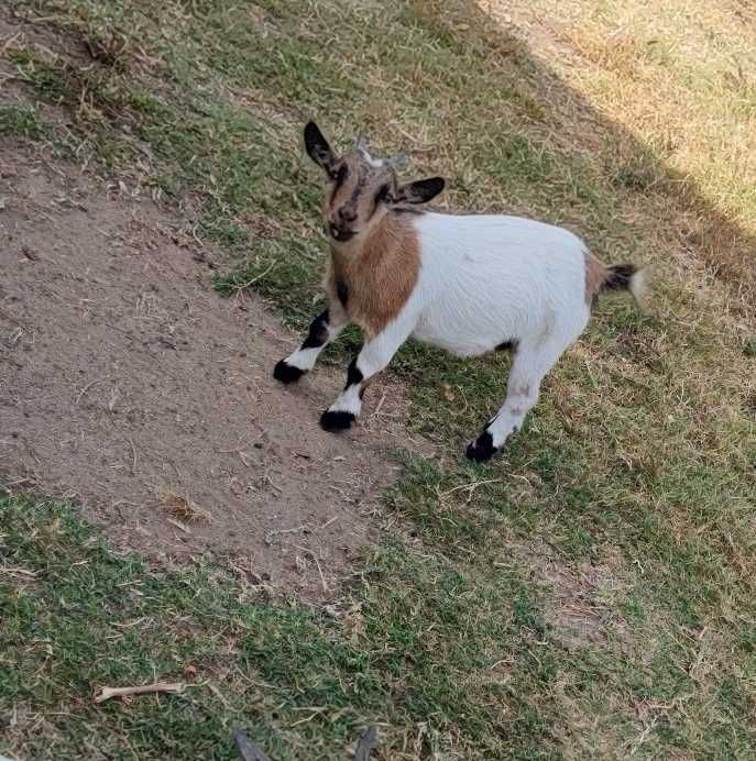 Cabritas anãs 2 fêmeas, 1 macho