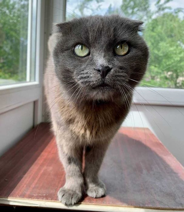 Шотландская вислоушка кошечка Мася ищет свою семью!