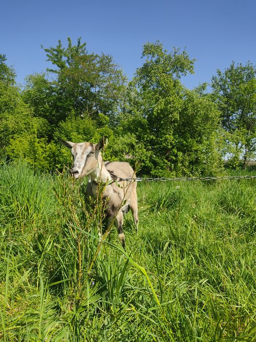 Продам дійну козу