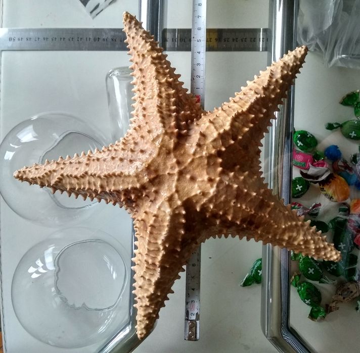 Морская звезда 28-29 см.  и ракушка.