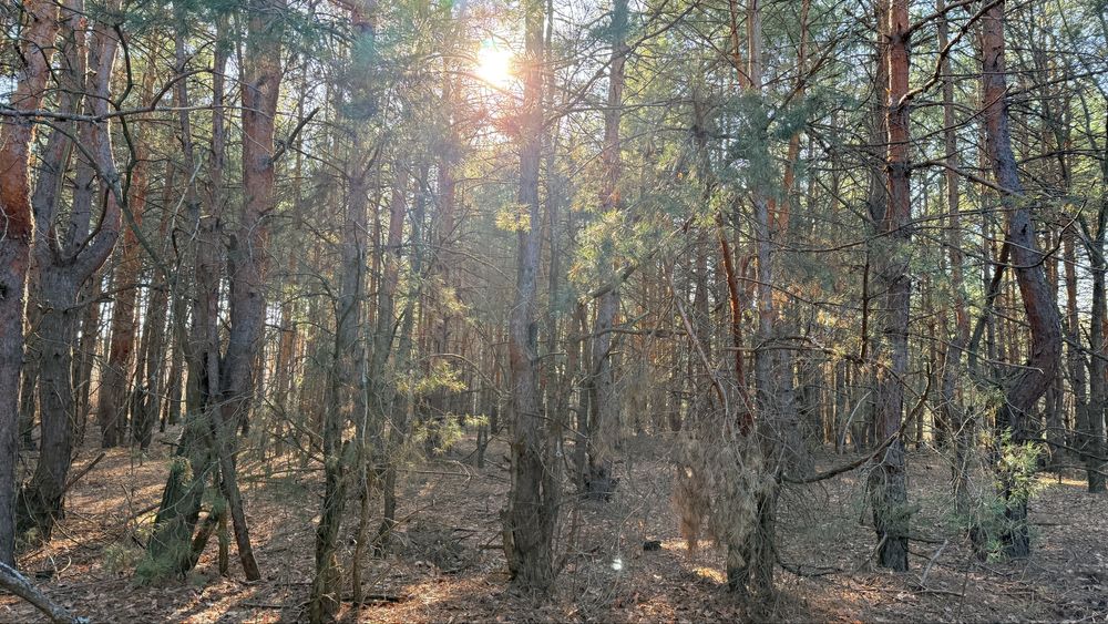 Продам земельну ділянку! Пилиповичі