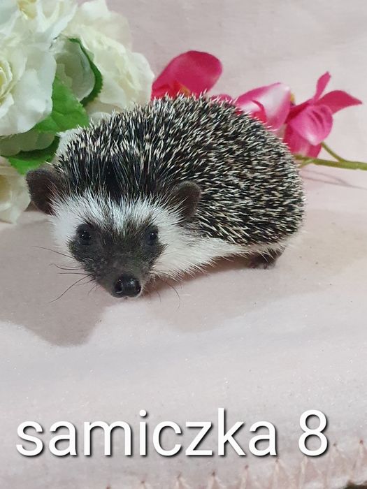 Jez pigmejski jez afrykański