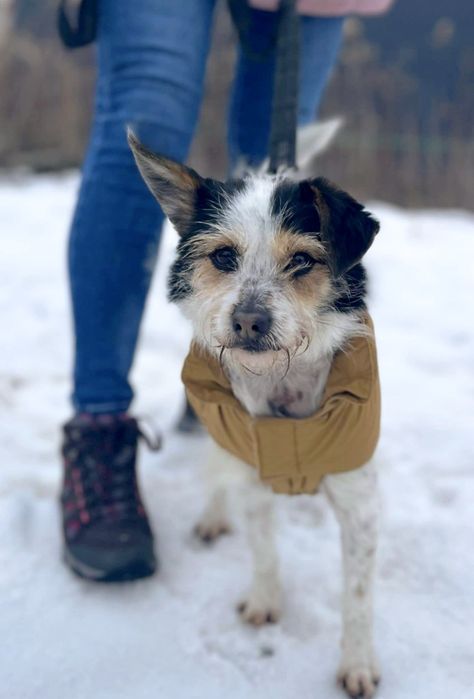 Kochany Cynamonek błaga o dom.