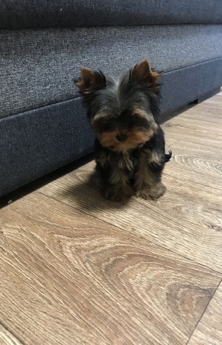 Плюшеві пухнастики