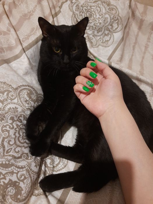 ‼️Потерялся чёрный кот‼️