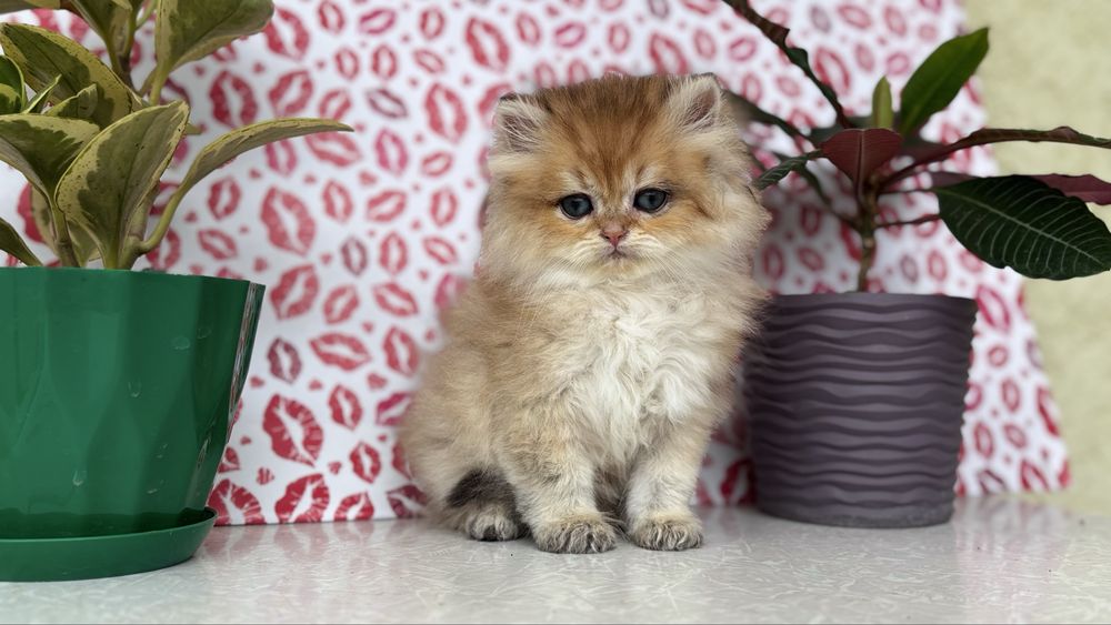 Котик золотої шиншили
