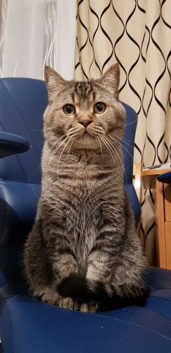 Породистый кот британец приглашает на вязку кошек