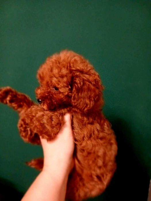 Дівчинка teacup poodle