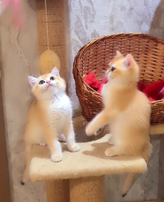 Оочень ручные и ласковые котята