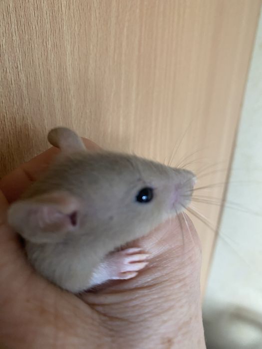 Маленькі щури криси пацючки