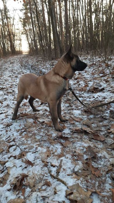 Дівчинка малінуа 4 місяці вартість знижена! З документами!