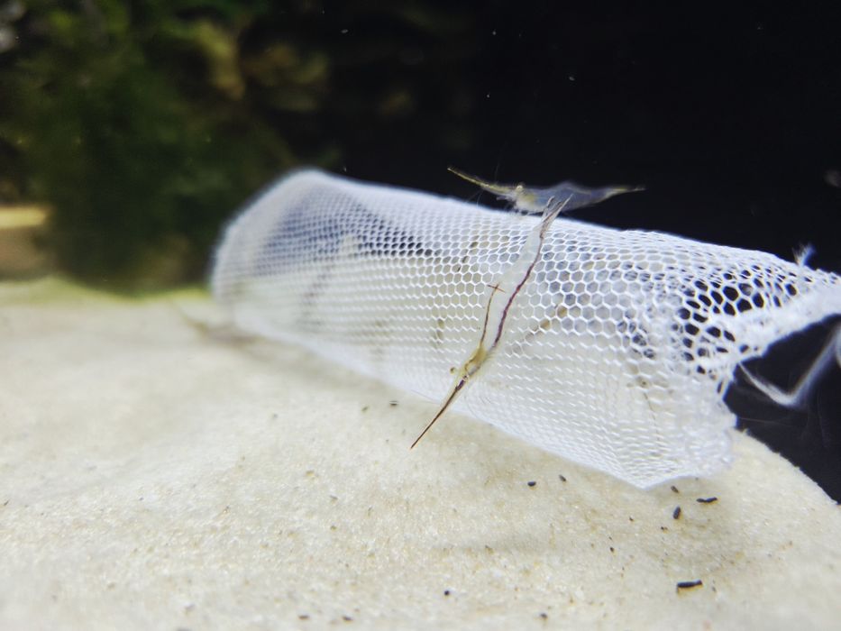 Krewetka caridina gracilirostris pinokio