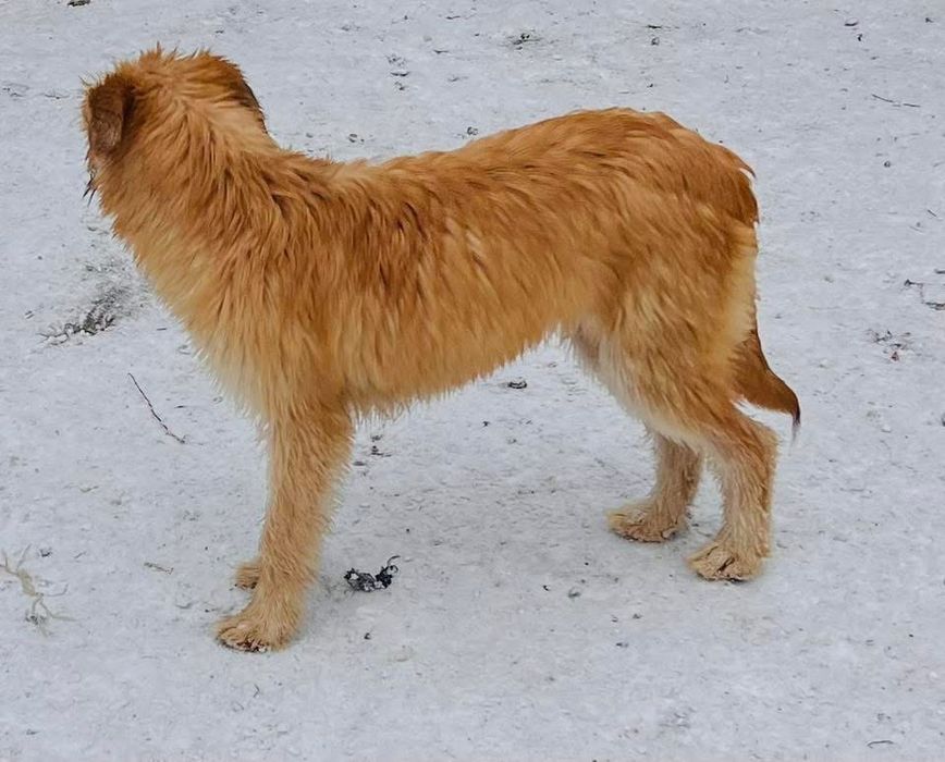 Красивая девочка Шелти стерилизована