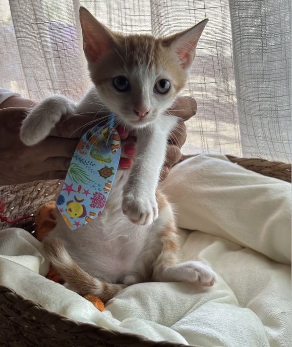 Gatinho 2 meses para adoção responsável