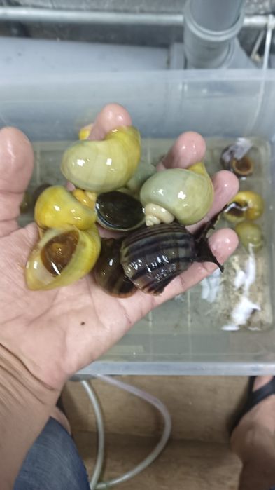 Ампулярії різних розмірів