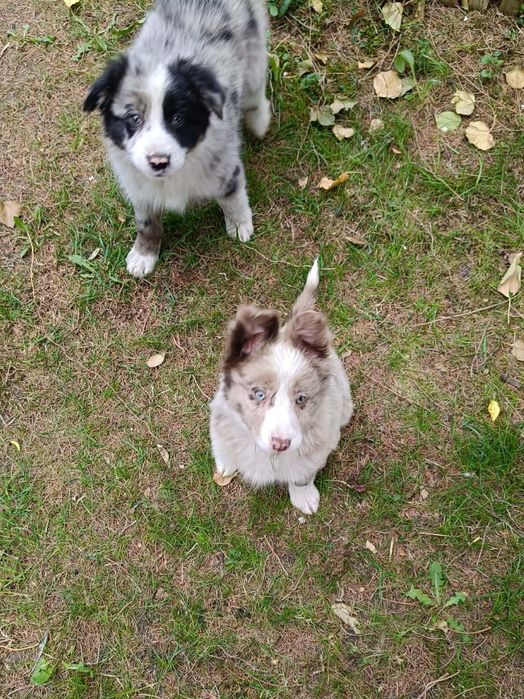 * * * suczka * * * Border Collie  lilac merle