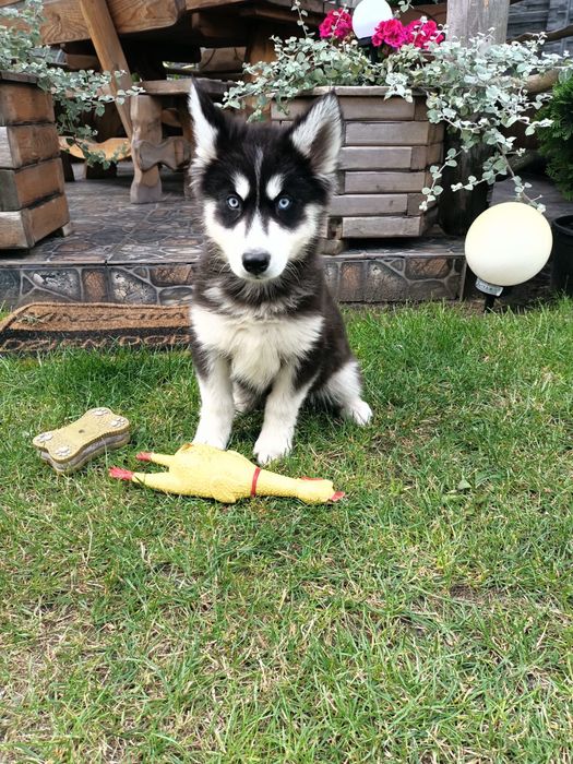 Syberian Husky Sunia