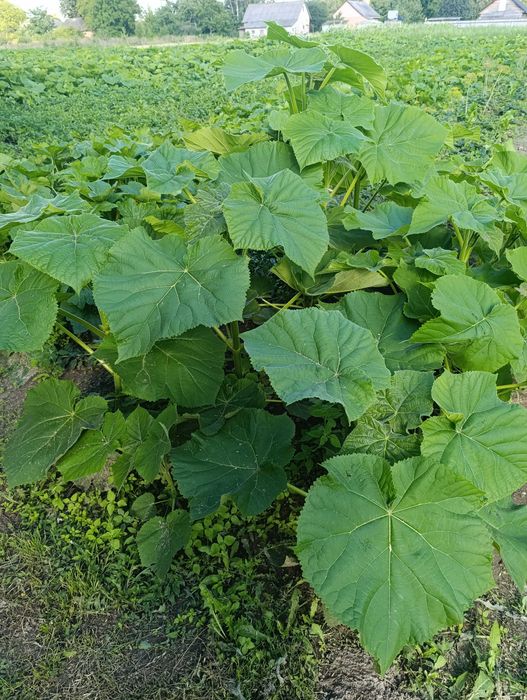 Продам павловнію Пао Тонг