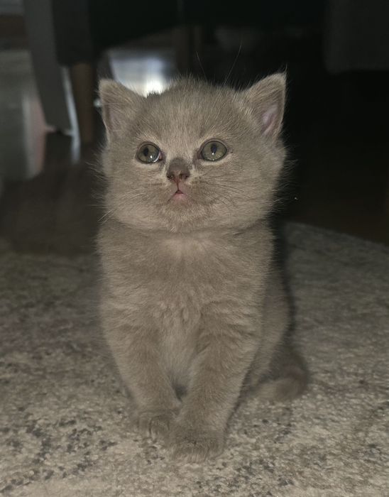 Liliowy kocurek Brytyjski
