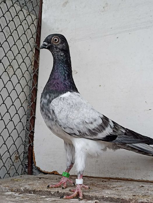 Sprzedam deresze deresz