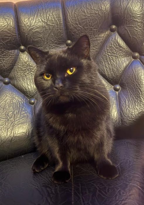 Чоко шукає нову родину