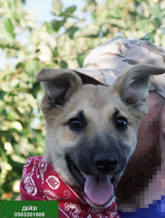 ХАРИЗМАТИЧНА ДЕЙЗІ в пошуках родини