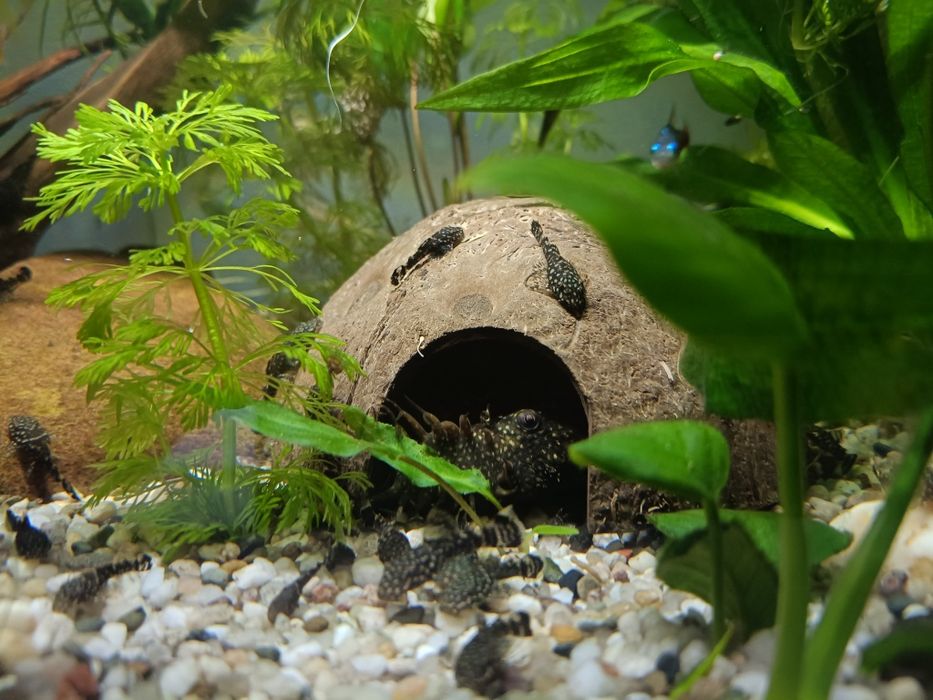 Zbrojniki młode max 3 cm