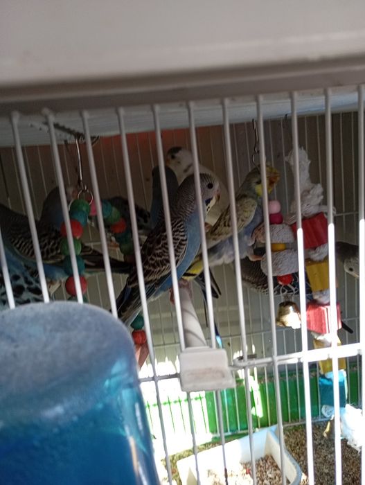 Periquitos Australianos