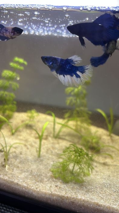 Peixes bettas