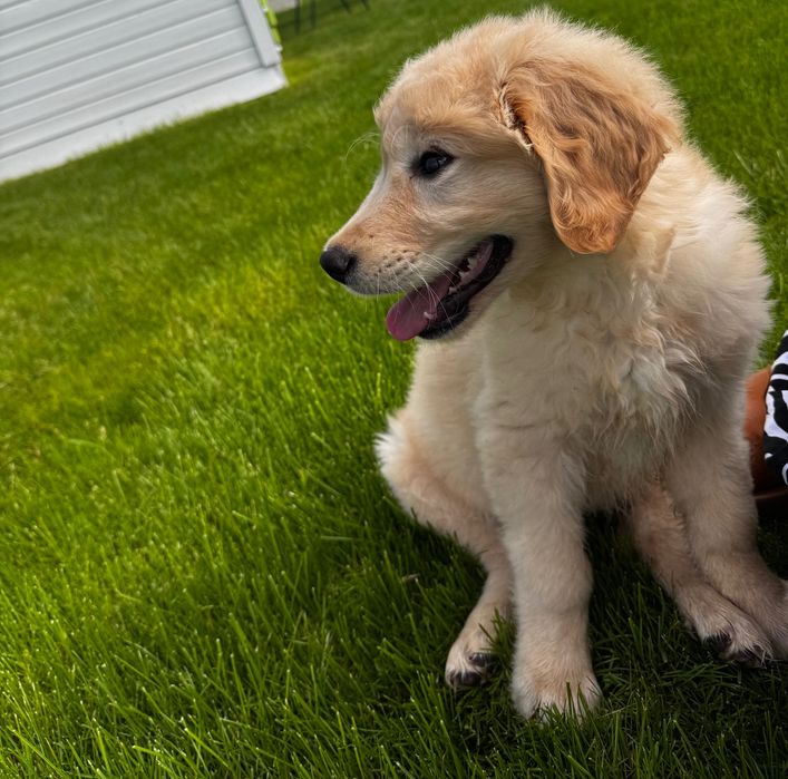 Golden retriever