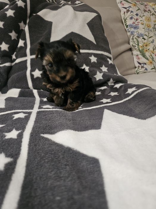 Yorkshire terrier- chłopiec