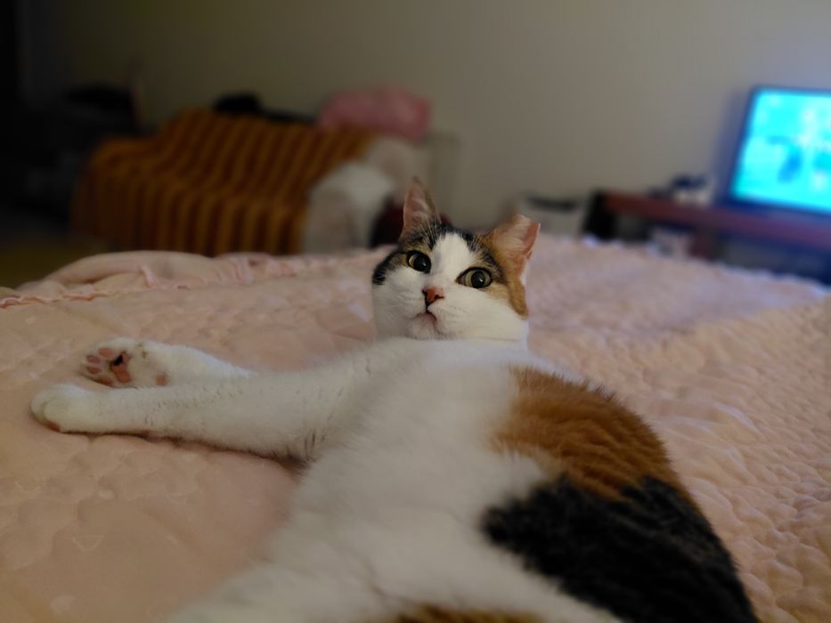 Sally- gata amorosa para adoção responsável