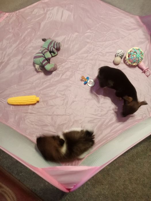 Чудові малюки у родину