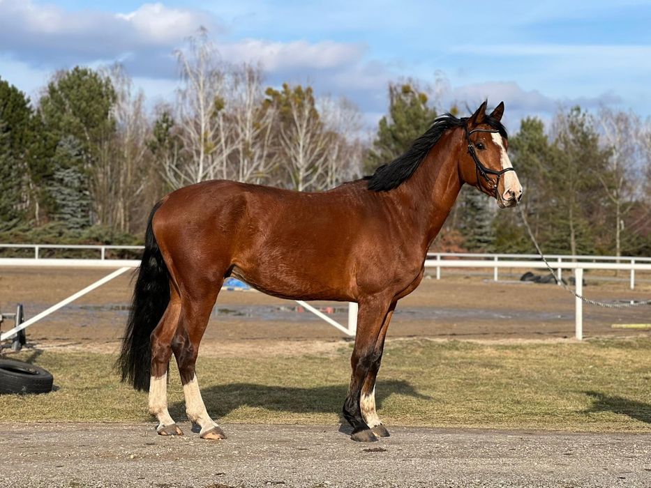 Wałach skokowy 174cm