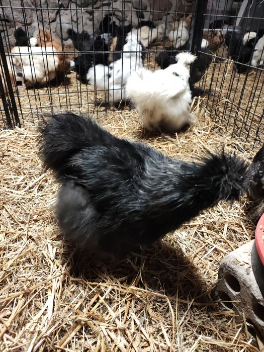 Koguty silki zmienią dom