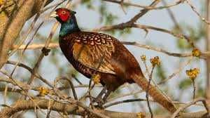 Ловушка для фазана