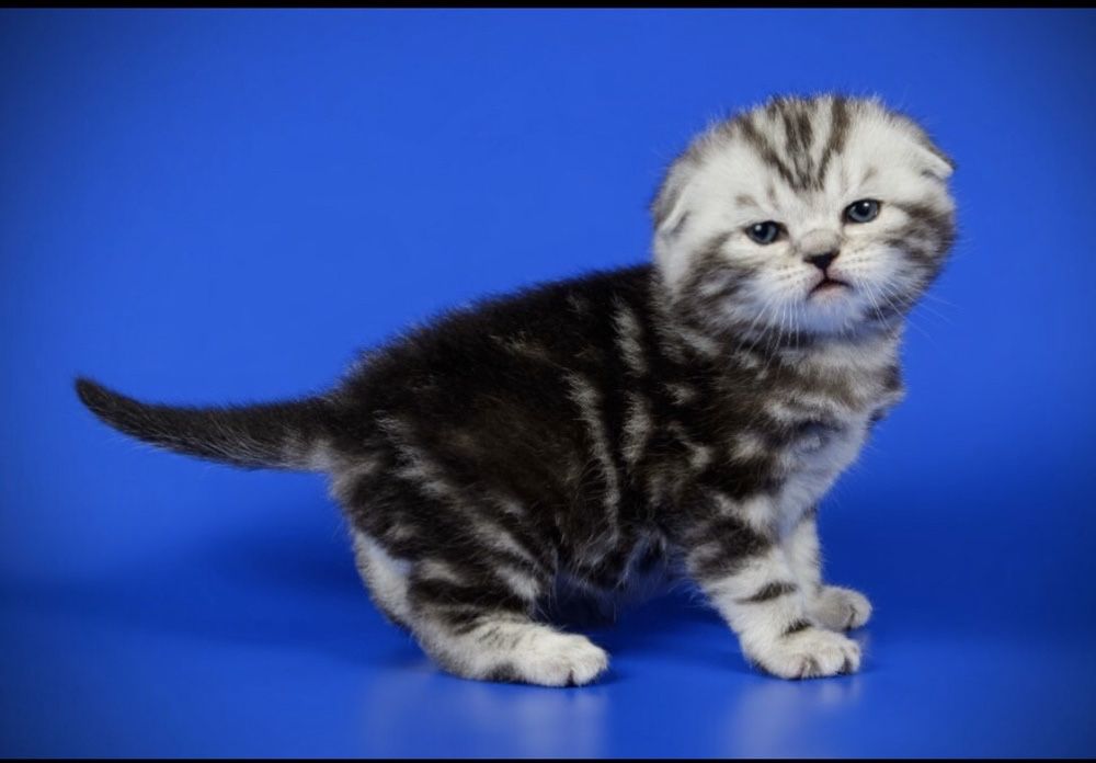 Вязка Шотландский кот